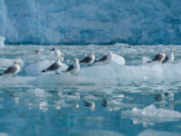Kittiwakes on ice floes © Olga Lartseva - Oceanwide Expeditions_Olga Lartseva