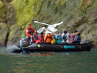 Kittiwakes & zodiac, Spitsbergen, June_Olga Lartceva