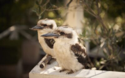 Lake-House_Daylesford_Kookaburras