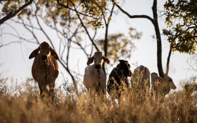 Lee Besser @leebess site-24_Cows