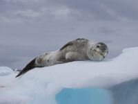 Leopard Seal chilling © Colin Drake - Oceanwide Expeditions.jpg_Colin Drake