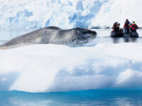 Leopard seal, Paradise Harbour © Martin van Lokven - Oceanwide Expeditions.jpg_Martin van Lokven