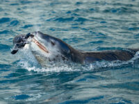 Leopard seal catching a Chinstrap Penguin © Sara Jenner - Oceanwide Expeditions.jpg_Sara Jenner