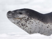 Leopard seal © Sara Jenner - Oceanwide Expeditions.jpg_Sara Jenner