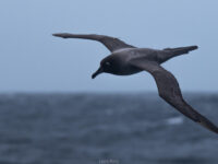 Light-mantled albatross © Laura Mony - Oceanwide Expeditions.jpg_Laura Mony