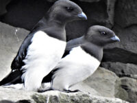Little Auk -Brilletarnet- Jan Mayen !_Anette Bertich