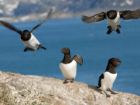Little Auk, Spitsbergen, May © Rinie van Meurs-Oceanwide expeditions.jpg_Rinie van Meurs