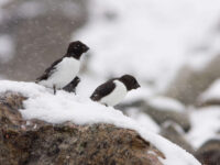 Little Auk at Fuglesangen © Arjen Drost - Oceanwide Expeditions_Arjen Drost