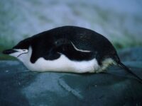 Lounging Chinstrap penguin_Franco Banfi