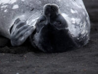 Lounging Weddell Seal_Wim van Passel