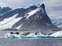 Lounging crabeater seals, Yalour Islands © Sara Jenner - Oceanwide Expeditions.jpg_Sara Jenner