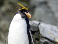 Macaroni Penguin on the lookout_Wim van Passel