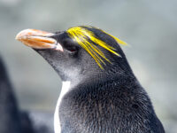 Macaroni Penguin_Wim van Passel
