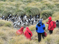 Macaroni Penguins_Cobbler's Cove_South Georgia_November_Martin van Lokven