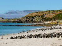 Magellanic Penguins, Falkland Islands_Werner Thiele