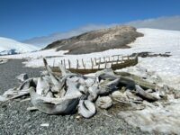 Mikkelsen Harbour Whale bones © Unknown Photographer - Oceanwide Expeditions.jpg_Unknown Photographer