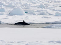 Minke Whale in Spitsbergen, July © Arjen Drost-Oceanwide Expeditions.jpg_Arjen Drost