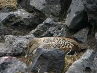 Nesting duck on Jan Mayen © Majanda Fens - Oceanwide Expeditions_Majanda Fens