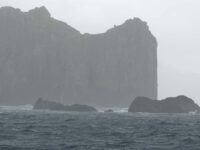 Nightingale Island, Atlantic Odyssey © Hadoram Shirihai-Oceanwide Expeditions (2).jpg_Hadoram Shirihai