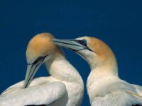 North Atlantic Gannets_Rinie van Meurs