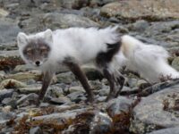 North Spitsbergen, Arctic Spring, June ArcticFox © Peter Tadin-Oceanwide Expeditions.jpg_Peter Tadin