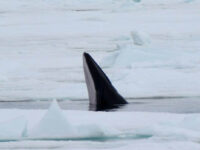 North Spitsbergen, Arctic Spring, June MinkeWhale © Peter Tadin-Oceanwide Expeditions.jpg_Peter Tadin