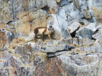 North Spitsbergen Polar Bear Special, June © Markus Eichenberger-Oceanwide Expeditions (111).jpg_Markus Eichenberger