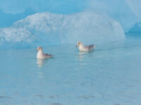 North Spitsbergen Polar Bear Special, June © Markus Eichenberger-Oceanwide Expeditions (146).jpg_Markus Eichenberger