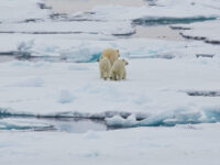 North Spitsbergen Polar Bear Special, June © Markus Eichenberger-Oceanwide Expeditions (60).jpg_Markus Eichenberger