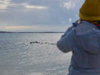North Spitsbergen Polar Bear Special, June © Markus Eichenberger-Oceanwide Expeditions (95).jpg_Markus Eichenberger