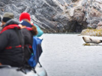 Ny Alesund, harbor seal © Geert Kroes - Oceanwide Expeditions.jpg_Geert Kroes