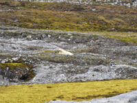 Ny Alesund, polar bear © Geert Kroes - Oceanwide Expeditions.jpg_Geert Kroes