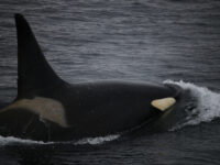Orca, Antarctica © Will Gilbertson - Oceanwide Expeditions.JPG_Will Gilbertson