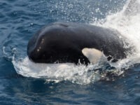 Orca, Killer Whale, © Laurens Steijn-Oceanwide Expeditions (1).jpg_Laurens Steijn