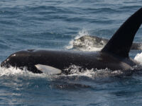 Orca, Killer Whale, © Laurens Steijn-Oceanwide Expeditions (2).jpg_Laurens Steijn