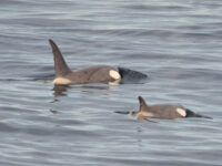 Orca are also seen in the Antarctic waters_Erwin Vermeulen
