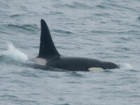 Orca © Erwin Vermeulen - Oceanwide Expeditions.jpg_Erwin Vermeulen