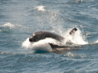 Orca_Erwin Vermeulen