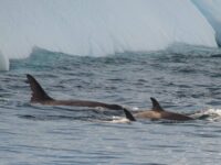 Orca_Erwin Vermeulen