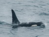 Orca's are also seen during the crossing_Erwin Vermeulen