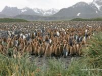 PLA23-18, 9 DEC, Salisbury Plain -Oceanwide Expeditions.jpg_