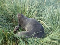 PLA29-18 Day 7 Prion Island DSC08734 © Oceanwide Expeditions.JPG_