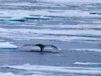 Pack ice, whale © Mark Vogler - Oceanwide Expeditions_Mark Vogler