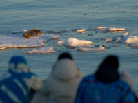 Passengers observing a bearded seal © Zout Fotografie - Oceanwide Expeditions.JPG_Zout Fotografie