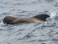 Pilot Whale, Atlantic Odyssey © Erwin Vermeulen-Oceanwide Expeditions (1).jpg_Erwin Vermeulen