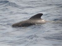 Pilot Whale, Atlantic Odyssey © Erwin Vermeulen-Oceanwide Expeditions (2).jpg_Erwin Vermeulen