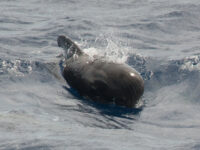 Pilot Whale, Atlantic Odyssey © Erwin Vermeulen-Oceanwide Expeditions (3).jpg_Erwin Vermeulen