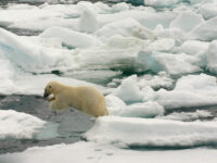 Polar Bear, North Spitsbergen, July © Marloes Tiggeloven-Oceanwide Expeditions.jpg_Marloes Tiggeloven