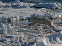 Polar Bear, North Spitsbergen_Rinie van Meurs