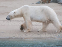 Polar Bear, Raudfjorden © Gerard Bodineau - Oceanwide Expeditions_Gerard Bodineau